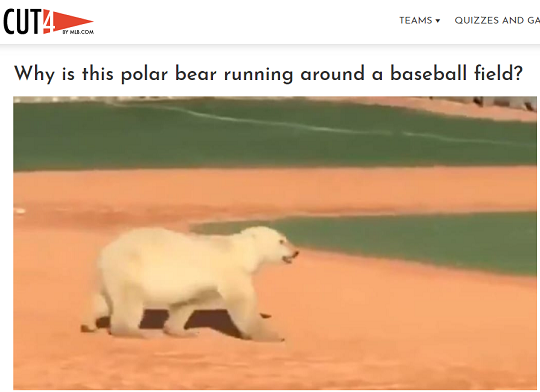 야구장에 출몰한 북극곰(사진=MLB.com cut4 캡처)