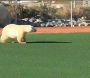 야구장에 나타난 북극곰(출처=ABC 뉴스 트위터)