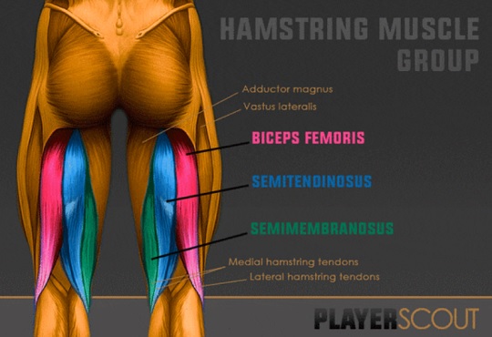 햄스트링 근육 가운데 Beceps Femoris로 불리는 대퇴이두근(빨간색)이 전력 질주 과정에서 가장 많이 다치는 부위다(사진=Player Scout.uk)