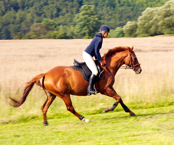 승마 장면(사진=서울시체육회)